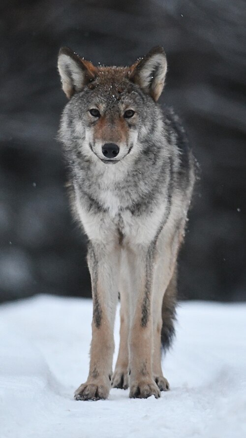eastern wolf
